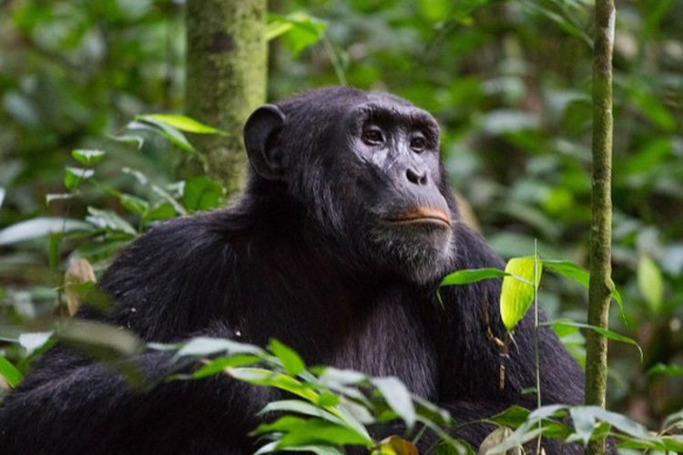 4 days Chimpanzee trekking in Nyungwe